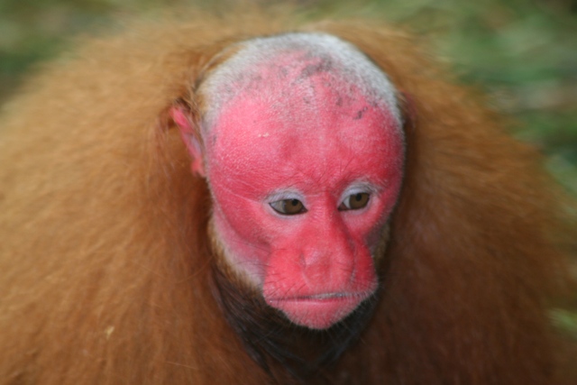 Uakari Monkey Monkey) - to Amazonian Trips - LodgeWelcome to Amazonian Trips – Chullachaqui Lodge